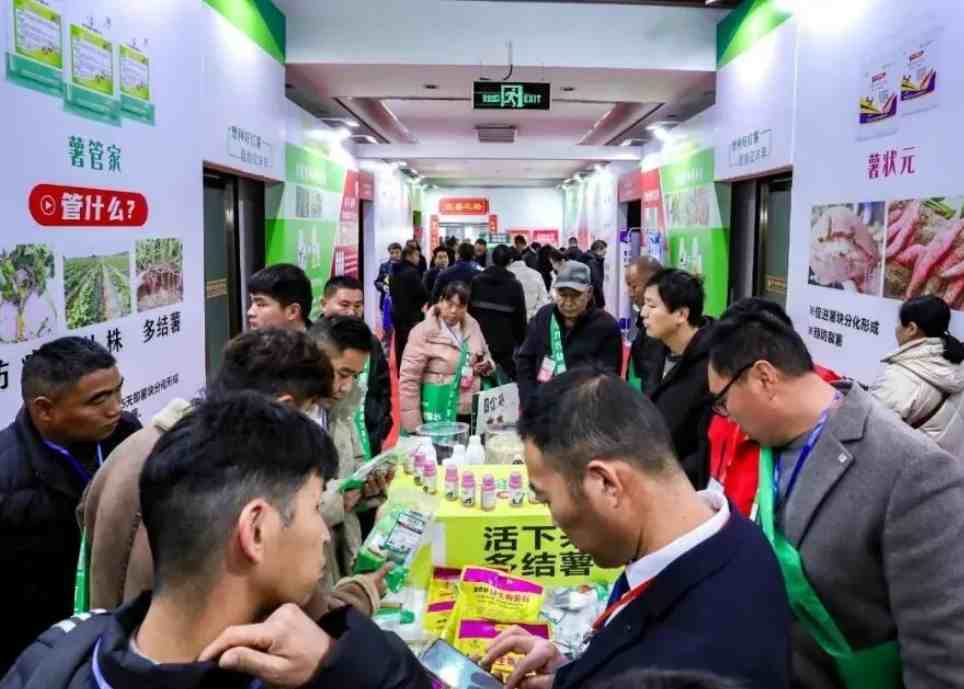 2026���������ľ�չ